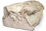 Oreodont (Eporeodon) Skull - South Dakota #217182-2